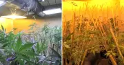 Newcastle Police Uncover 331 Cannabis Plants in Major Drug Raid