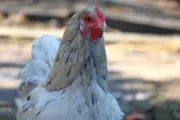 Perth's City of Vincent Proactively Plans for H5 Bird Flu Threat