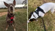Rabbitgoo Dog Harness: Amazon's Top-Selling No-Pull Choice for Aussie Pet Owners