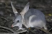 Surprise Increase in South Australia's Real-Life Bilby Numbers Before Easter