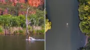 Ultramarathon swimmer survives croc-infested river, sets record