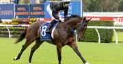 Warwick Farm Wednesday Racing: Trainer David Payne Eyes Wins with Bangkok Hottie and Hereward