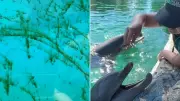 Whistleblower Exposes Algae-Filled Dolphin Tanks in NSW Sanctuary