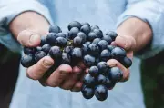 Winemakers Push for Pinot-Powered Trains to Cut Emissions
