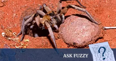 Barbara York Main: The Spider Woman Who Loved Tarantulas