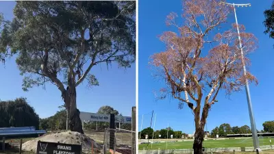 Bassendean Oval’s 75-Year-Old River Red Gum Tree to Be Removed