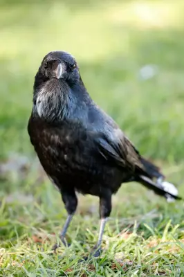 Crows Top List of Most Spotted Birds in Western Australia