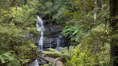 Father and Son Fined $60,000 for Illegal Otways Tea Tree Stake Scheme