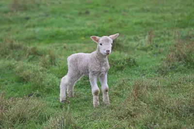 Hundreds of sheep worth $95,000 stolen from Great Southern farm