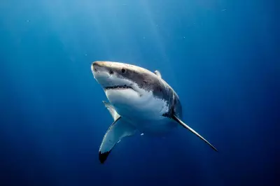 Man Mauled in Terrifying Rottnest Island Shark Attack