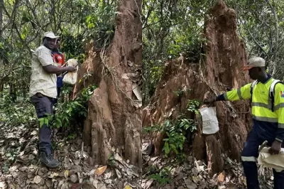MetalsGrove Expands Gold Footprint to 18km System in Côte d’Ivoire
