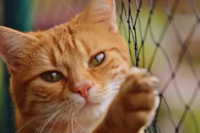 Mosman Park Cat Crackdown: New Laws to Protect Perth Wildlife