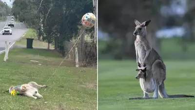 Outrage as 'Get Well Soon' Balloon Tied to Dead Kangaroo