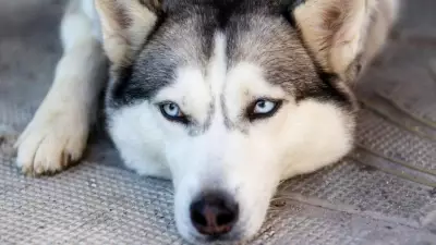 Police Seek Info After Husky Found with Severe Wound in Craiglie