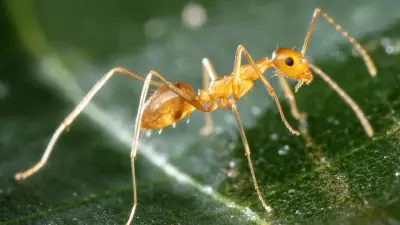 Queensland's Wet Tropics Gets $6M to Fight Invasive Yellow Crazy Ants