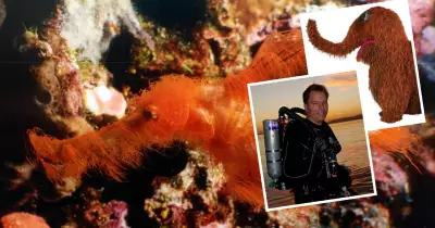 Rare Snuffleupagus Fish Rediscovered After 25-Year Search