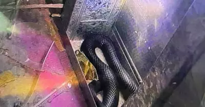 Red-bellied black snake found near hospital operating theatre