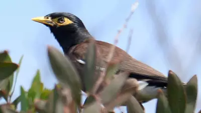 Townsville Residents Demand Trapping Blitz to Fight Indian Myna Bird Plague
