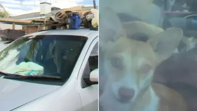 Tradies Call RSPCA After Dogs Found Locked in Hot Car in Adelaide