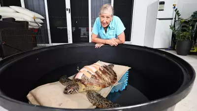 Turtle Dies After Double Boat Strike in Far North Queensland