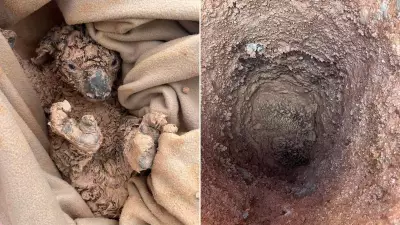 Two koalas rescued from muddy hole make full recovery