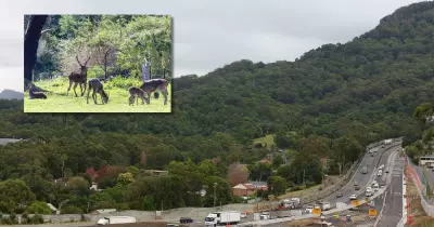 UOW Resumes Deer Shooting on Campus Land Amid Safety Concerns
