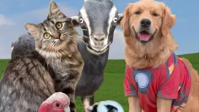 Vote Now: 450 Pets Compete in Cairns Post Cutest Pet Poll