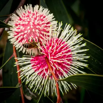 WA Beekeeper Produces Honey More Potent Than Manuka, Sells for $300/kg