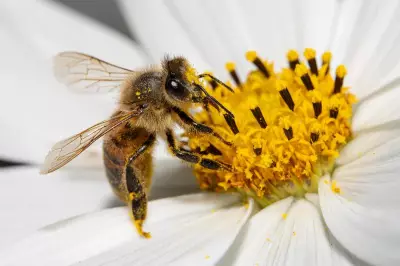 WA's Unique Bees to Swarm Perth CBD for World Bee Day Celebrations