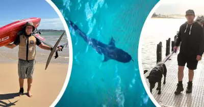 Whale Migration Puts Illawarra Swimmers at Risk, Sparks Blame Game