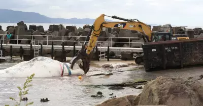 Wollongong Council to Keep Public Informed on Future Whale Removals