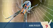 Ask Fuzzy: The Remarkable Science of Spider Silk