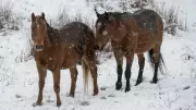 Brumby Numbers Surge in Kosciuszko National Park Despite Culling Efforts