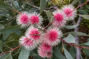 Canning Residents to Get Free Native Trees in Annual Grow For It Event