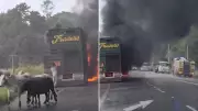 Cattle truck fire on NSW North Coast leaves driver devastated, cows killed