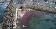 Council Blocked from Alerting Public About Bellambi Whale Bloodbath