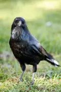 Crows Top List of Most Spotted Birds in Western Australia