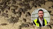 Emergency Bait Permit for Wheatbelt Farmers to Fight Mouse Plague