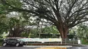 Freshwater raintree activists challenge council's tree decision as unlawful
