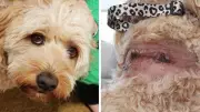 Geelong Dog Owner Warns After Labradoodle Mauled by Pit Bulls