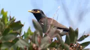 Indian Myna Bird Cull Urged in Townsville After Neighbouring Regions Plan