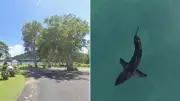 Man dies in shark attack off Far North Queensland coast