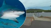 Man fights for life after alleged shark attack in Far North Queensland