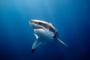 Man Mauled in Terrifying Rottnest Island Shark Attack