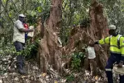 MetalsGrove Expands Gold Footprint to 18km System in Côte d’Ivoire