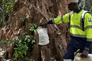 MetalsGrove Mining Hits Major Gold Anomalies at Côte d’Ivoire Project