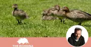 Neighbours’ War on Wood Ducks: Why Lasers and Decoys Fail