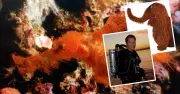Rare Snuffleupagus Fish Rediscovered After 25-Year Search
