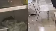 Rat Infestation Grips Westfield Bondi Junction Food Court