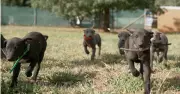 Record Nominations for GRNSW's 2026 Puppy Auction